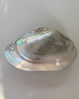 Abalone Shell Jewelry box / decor