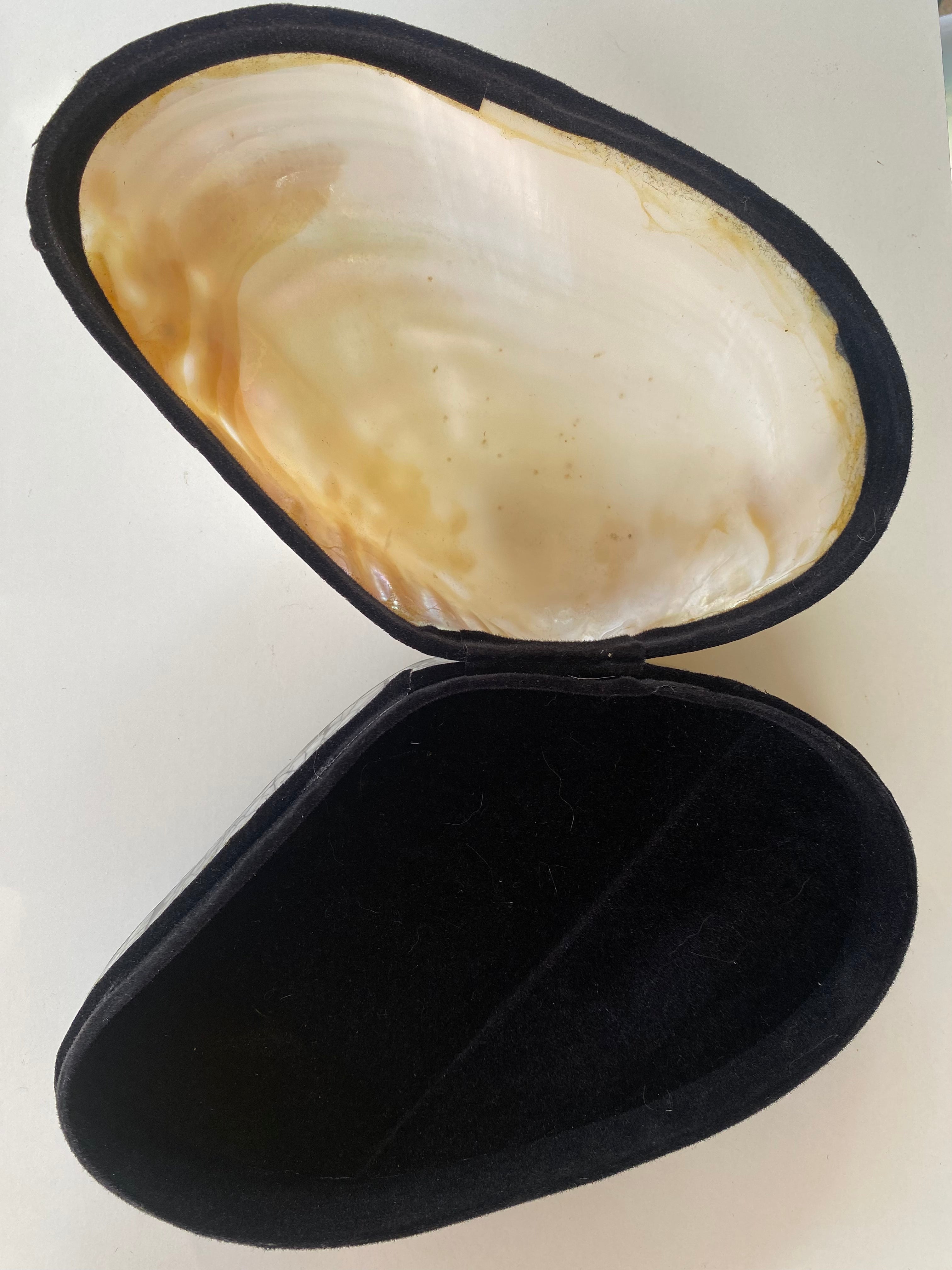 Abalone Shell Jewelry box / decor